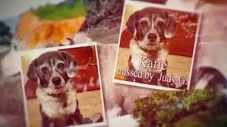 BlessThePets Memorial