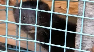 P&aring; Ville Veier: 2. Minkjakt (mink hunting)