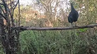 Poj Qaib Dib Tsauj Zoo Heev 15/1/2026