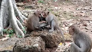 Monkey with Nature #202 Happy on holiday with all best friends | Monkey friends | Monkey familys ❤