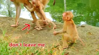 Baby monkey Thor fear when mum Libby left him alone