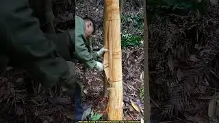 Satisfying Cinnamon Harvesting Process You&rsquo;ve Never Seen