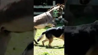 #brakeless #donkey#mates#dog#nature  and it's beauty #subscribemychannel