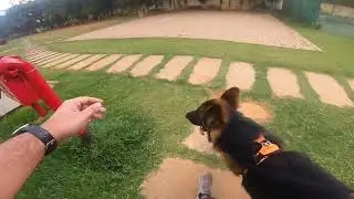 Max doing his Obedience training in the morning | German Shepherd | #gsd #germanshepherd