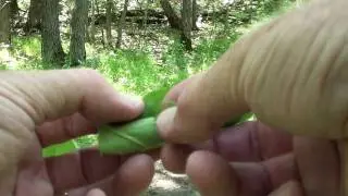 Leafroller Moth Caterpillar (Tortricidae)
