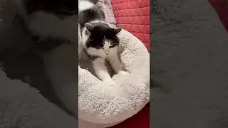 Cat kneading #shorts #catkneading #cats #funnycats