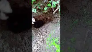 Cave of Crab