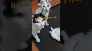 #cat #кот #live #юмор #music #shorts #котики #рек #рекомендации #дом #love #доброеутро #россия #мир