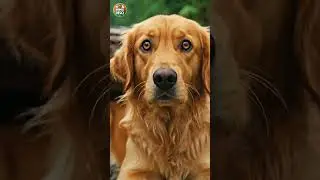 Mother Fights Under Tree for Her Puppies ❤️🐕 #rescue #animals #animalrescue #pets #cute #dog #cute