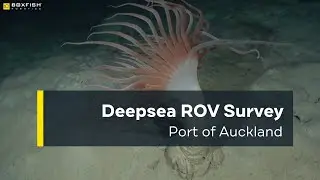 What Makes the 25 kg Boxfish ROV Perfect for Deepsea Surveys?