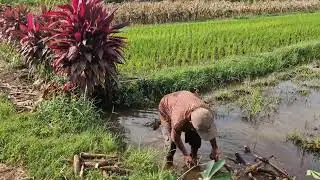 FROM TREE TO GROUND: SUPER SHARP TOOL MAKES CASSAVA HARVEST A BREEZE! - Agriculture Farming