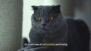 MediumThe Science Behind WhyCats Purr Revealed!#catbehavior #cathealth#purring