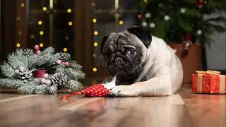 Cats and Dogs Opening Christmas Presents 🎁 🎄🐾
