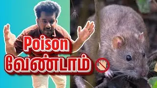 எலி தொல்லைக்கு நிரந்தர தீர்வு | Rat Control Home Remedy Tamil