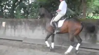 Piaffer, spanish walk and flying changes with Fortunato