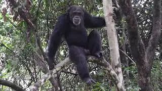 Ukataji miti huondoa sokwe na kuweka usambazaji wa maji hatarini nchini Sierra Leone