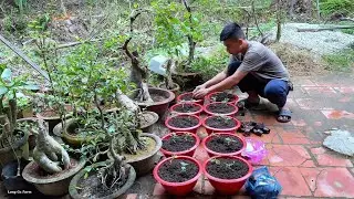 Growing and caring for a clean vegetable garden in the countryside | Long Ca Farm