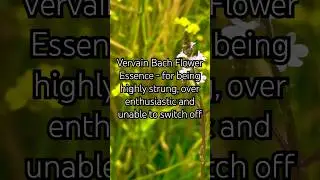 Vervain Bach Flower Essence - for over enthusiasm, highly strung, stress #stress #mentalhealth