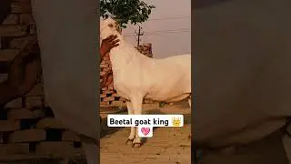 👑 Beetalgoatking 👑👑💖👑💖👑#goat $#beetalgoatkids