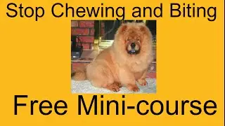 **WOW** Stop Dog Chewing and Digging - Free Mini-course on Stop Dog Chewing and Digging