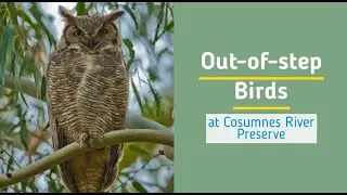Out-of-Step Birds Virtual Tour - Cosumnes River Preserve - 14th Annual Galt Winter Bird Festival