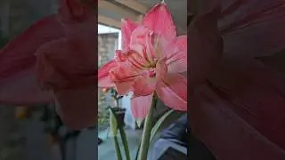 Amazing Amaryllis