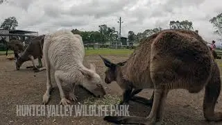 Hunter Valley Wildlife Park Tour | Feed Kangaroos & Meet Peacocks