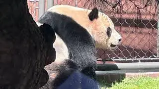 Wizard Panda Fang wisdom: the power of mind 1