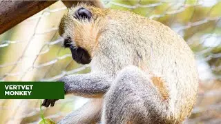 VERVET MONKEY