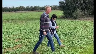 Cereal Varieties suitable for Sodic Soils