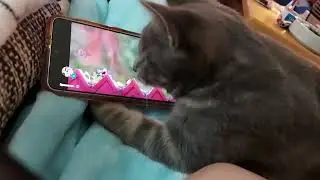 Kittens Steven and Arlo Watching bird tv on youtube