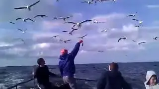 Mick feeding seagulls by hand 2012