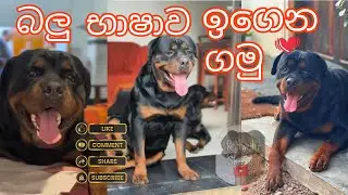 Dog Lover කෙනෙක් නම් අනිවාර්යයෙන්ම බලන්න ඕනි🥰😇Dog diaries Sri Lanka 💕