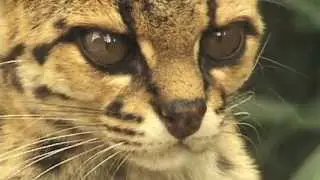 Brazil: wild cats