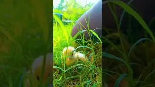 little chick 🐤 / A heart touching &hearts; #shorts #funny #cute #youtubeshorts