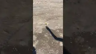 Crab tries to attack man's shadow #shorts