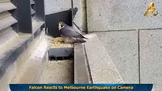 Falcon Reacts to Melbourne Earthquake on Camera