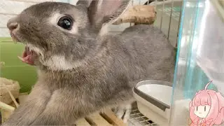 【うさぎ】うさざつ　#21【琴葉茜】