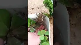 #frogs #frog #frogsofinstagram #amphibians #amphibian #froggy #amphibiansofinstagram #treefrog