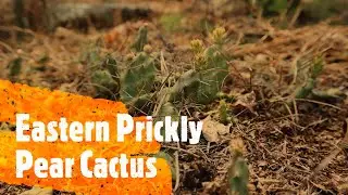 Native Georgia Plant ID