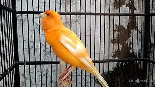 The Best Canary Sound!! Gloster Canary Training Singing