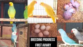 Breeding Progress of our First Aviary , Some Ringneck Pairs hatching chicks , other incubating eggs
