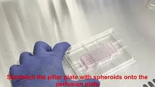 Spheroid transfer and dynamic culture in the perfusion plate