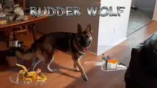 #Shorts  | More destruction | Rudder Wolf | German Shepherd | Puppy life