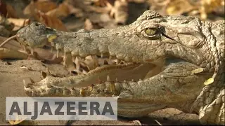 New Gambian government hopes to revive tourism