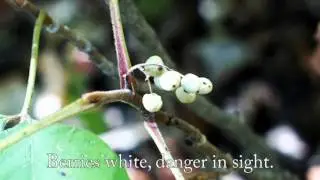 Learn To Identify Poison Ivy