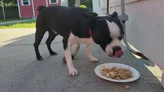 Cody jamando arroz frito
