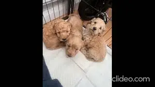 Cavapoo puppies for adoption.