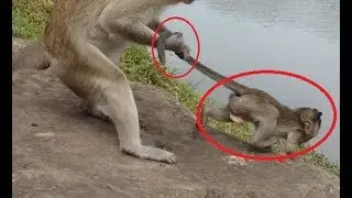 Charles Monkey Crying Very Loudly, Kinapper Fight Too Hard
