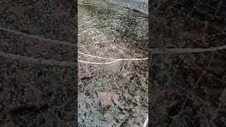 tilapia cultivation in tarpaulin ponds